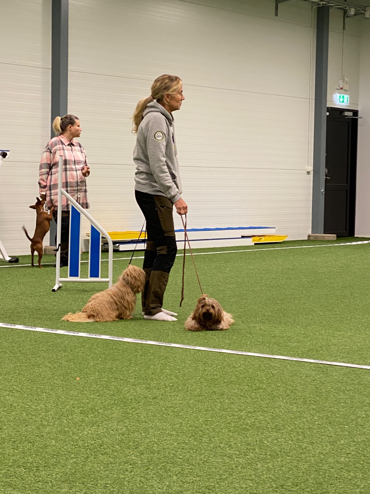 Utställningsträning