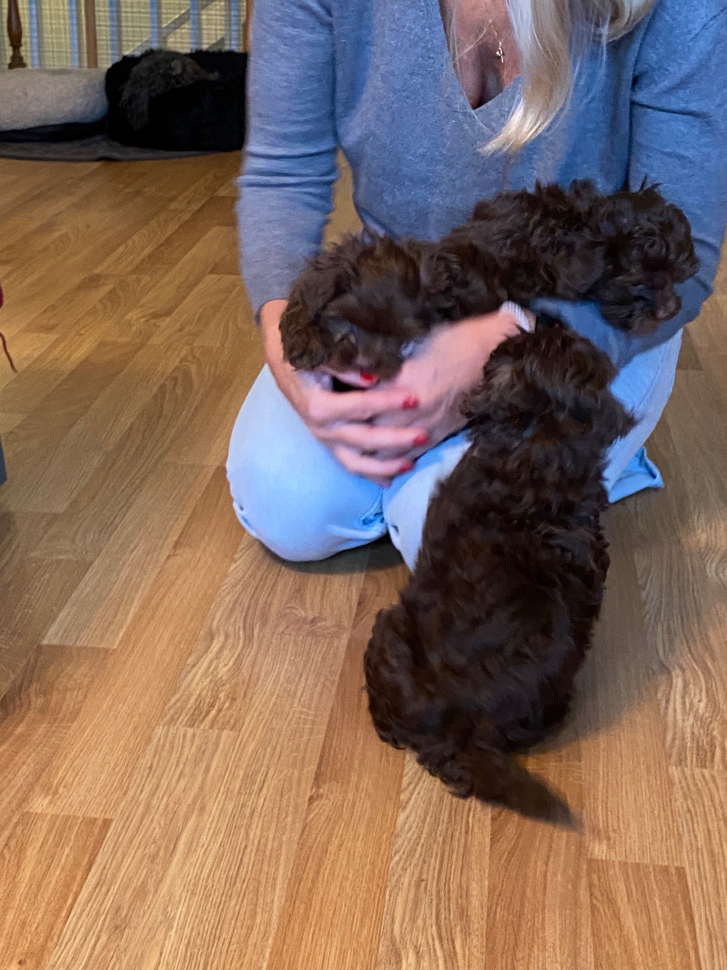 Den yngsta generationen av Wictorys valpar