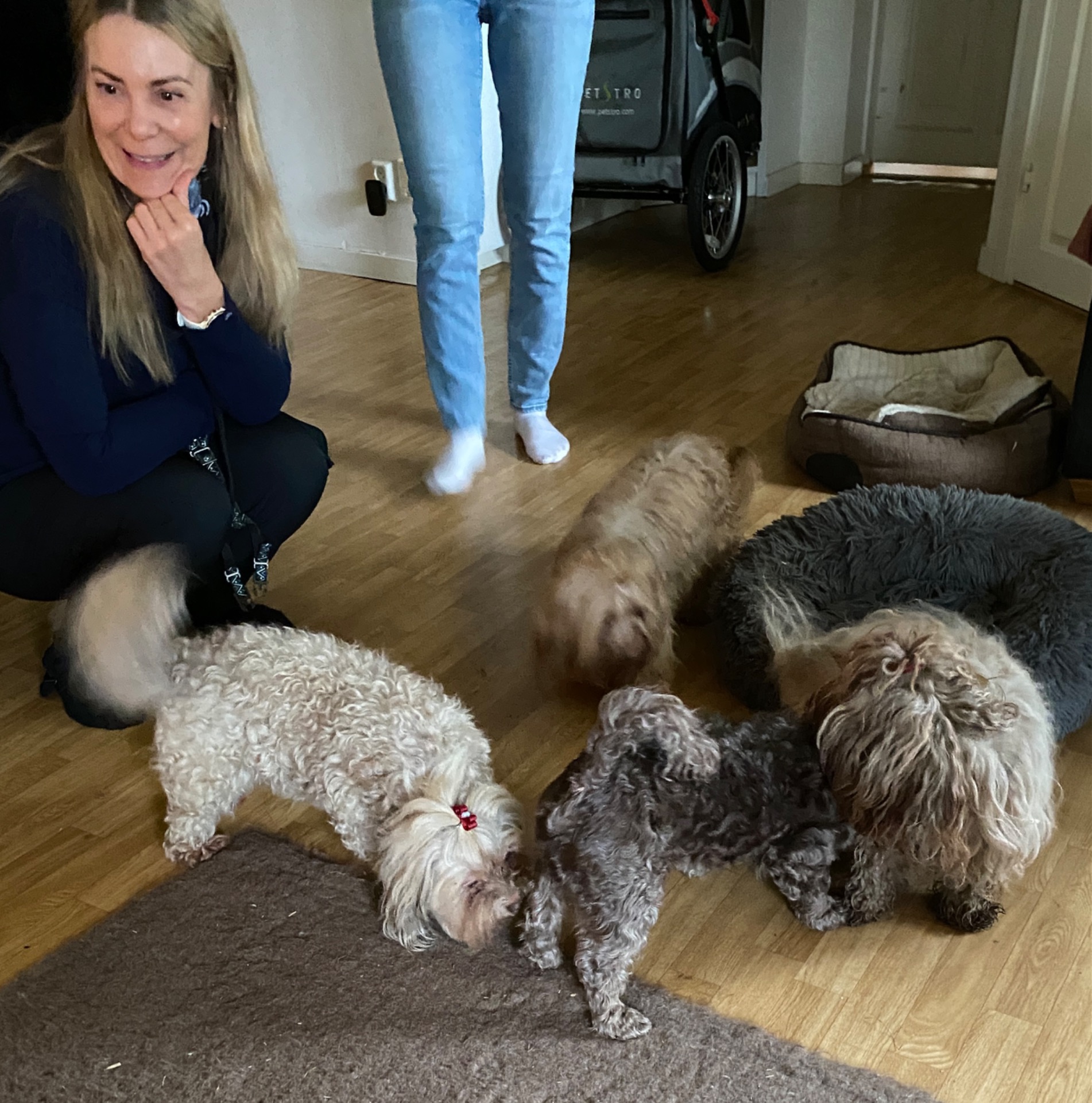 Dalfolket kom med två riktigt stiliga gossar tillika medieprofiler i Bolonkavärlden: Bonzo och Kurt